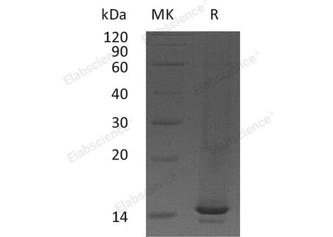Recombinant Mouse CCL9/MIP-1-γ Protein - ABMIUM
