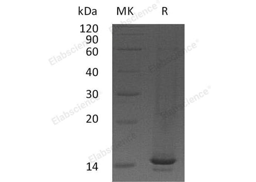 Recombinant Mouse CCL9/MIP-1-γ Protein - ABMIUM