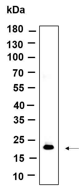 Anti-Human/Mouse/Rat Histone H3 Antibody [B940] - ABMIUM