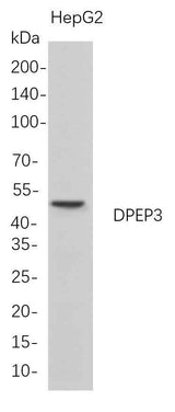 Anti-Human DPEP3 Antibody [B692]