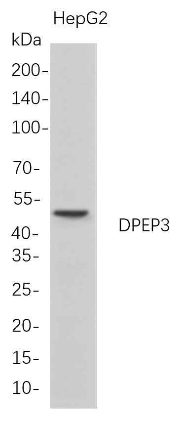 Anti-Human DPEP3 Antibody [B692] - ABMIUM