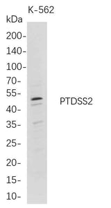 Anti-Human PTDSS2 Antibody [B711]