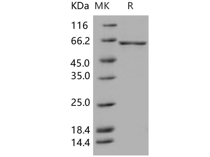 > 92 % as determined by reducing SDS-PAGE.