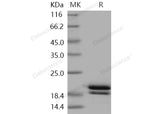 > 95 % as determined by reducing SDS-PAGE.