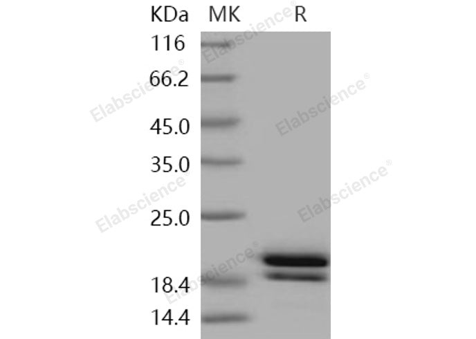 > 95 % as determined by reducing SDS-PAGE.