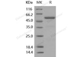 > 90 % as determined by reducing SDS-PAGE.