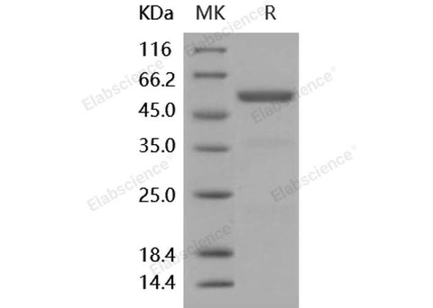 > 90 % as determined by reducing SDS-PAGE.