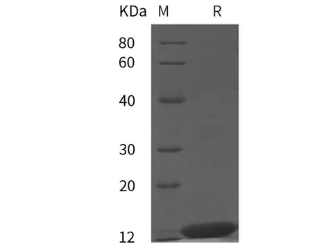 SDS-PAGE analysis of Monkeypox virus MPXV(A29L) proteins, 2 μg/lane of Recombinant Monkeypox virus MPXV(A29L) proteins was resolved with SDS-PAGE under reducing conditions, showing bands at 12 kDa.