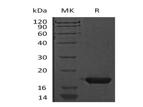 > 95 % as determined by reducing SDS-PAGE.