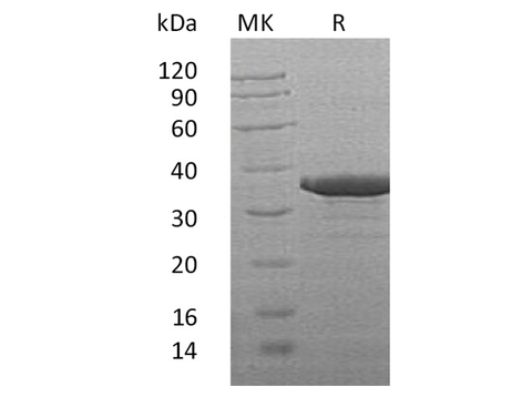 > 85 % as determined by reducing SDS-PAGE.