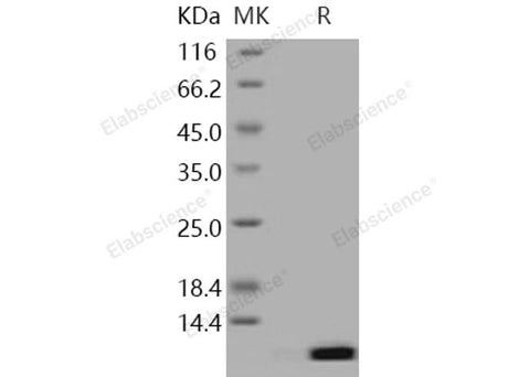 > 98 % as determined by reducing SDS-PAGE.