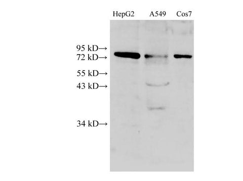 Anti-Human/Mouse/Rat DRP1 Antibody - ABMIUM