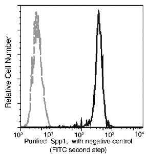 Anti-Human Spp1 Antibody [B248] - ABMIUM