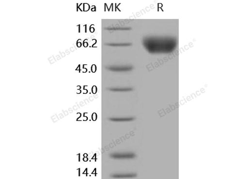 > 98 % as determined by reducing SDS-PAGE.