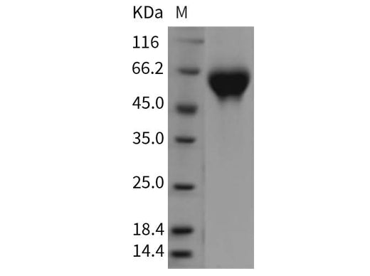 > 97 % as determined by reducing SDS-PAGE.