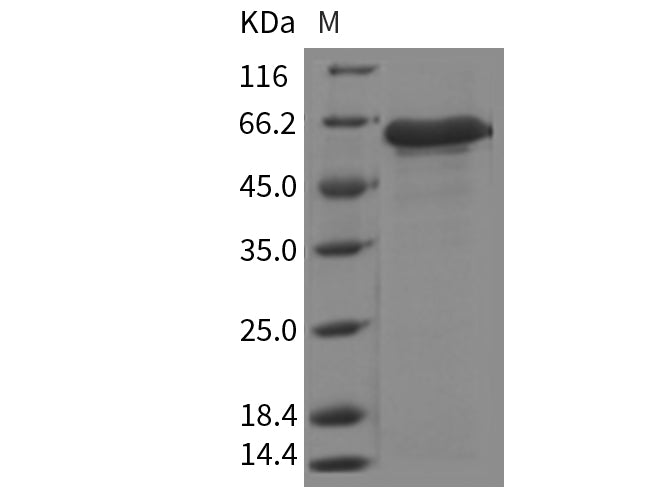> 95 % as determined by reducing SDS-PAGE.