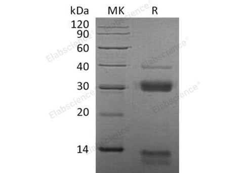 > 90 % as determined by reducing SDS-PAGE.