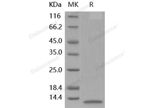 > 95 % as determined by reducing SDS-PAGE.