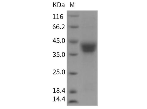 > 90 % as determined by reducing SDS-PAGE.