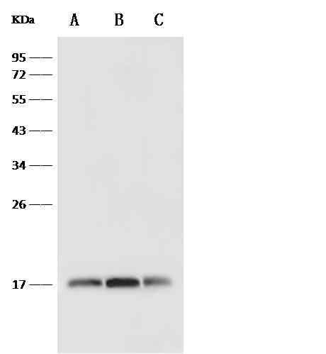 Anti-Human IL4 Antibody [A1139] - ABMIUM