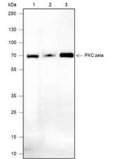 Anti-Human/Mouse PKC zeta Antibody [A658]