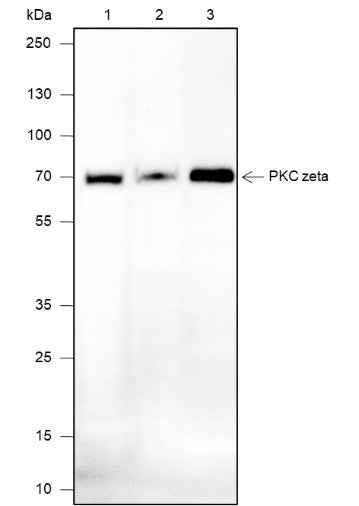 Anti-Human/Mouse PKC zeta Antibody [A658] - ABMIUM