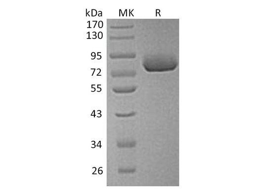 > 95 % as determined by reducing SDS-PAGE.