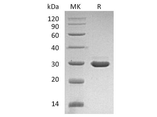 > 95 % as determined by reducing SDS-PAGE.