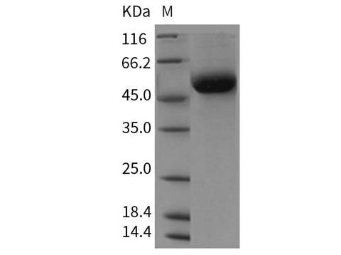 > 95 % as determined by reducing SDS-PAGE.