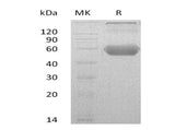 > 90 % as determined by reducing SDS-PAGE.