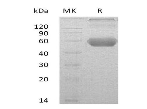 > 90 % as determined by reducing SDS-PAGE.