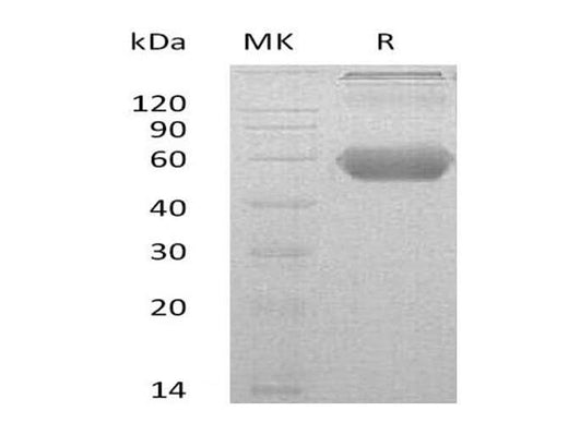 > 90 % as determined by reducing SDS-PAGE.