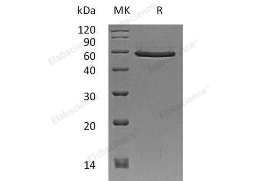 > 85 % as determined by reducing SDS-PAGE.