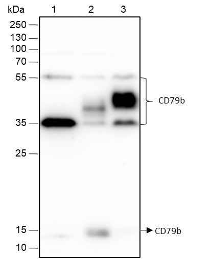 Anti-Human CD79b Antibody [A182] - ABMIUM