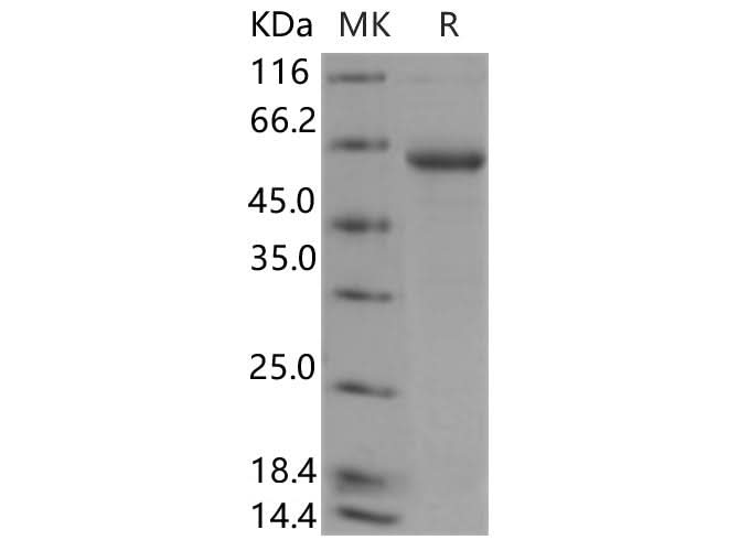 > 84 % as determined by reducing SDS-PAGE.