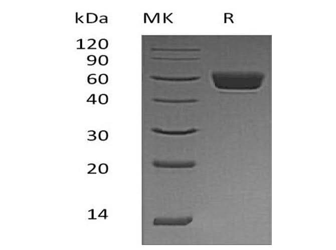 > 95 % as determined by reducing SDS-PAGE.