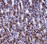 Anti-Human/Rat/Mouse Claudin 18.2 Antibody [A543]