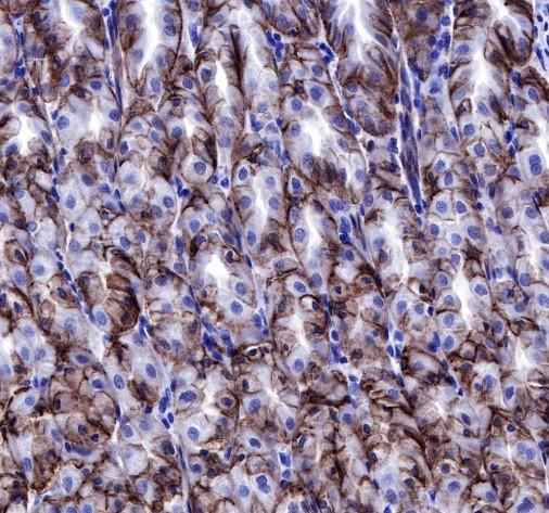 Anti-Human/Rat/Mouse Claudin 18.2 Antibody [A543]