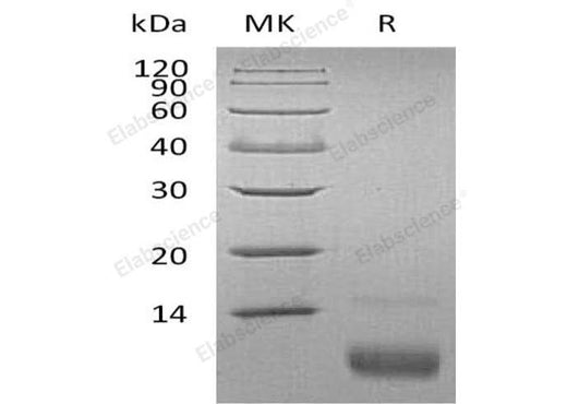 Recombinant Human CXCL12/SDF-1 Protein (aa22-93) - ABMIUM