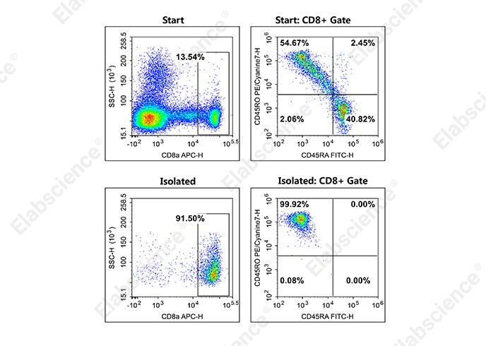 As shown in the figure above, flow cytometric analysis of Memory CD8+ T cell purity before and after sorting revealed proportions of 7.4% and 91.4%, respectively.