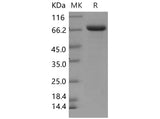> 92 % as determined by reducing SDS-PAGE.