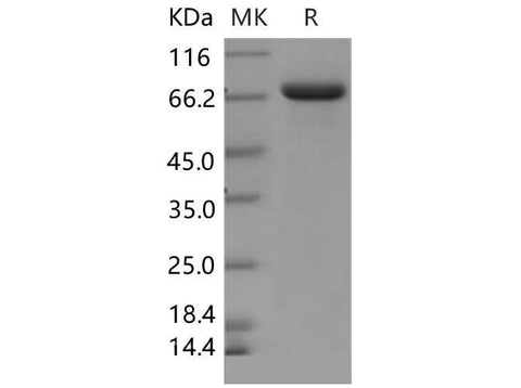 > 92 % as determined by reducing SDS-PAGE.