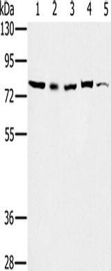 Anti-Human/Mouse TAB3 Antibody - ABMIUM