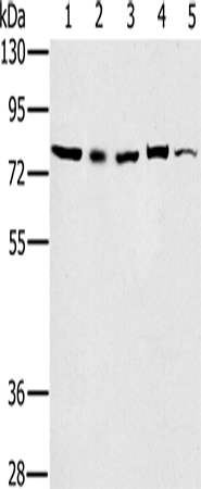 Anti-Human/Mouse TAB3 Antibody - ABMIUM