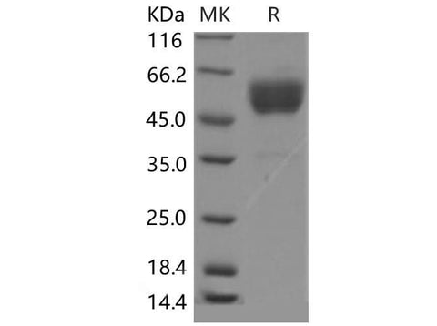 > 90 % as determined by reducing SDS-PAGE.