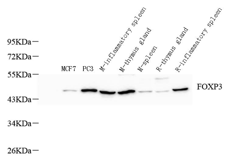 Western Blot analysis of various samples using FOXP3 Polyclonal Antibody at dilution of 1:800.