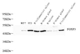 Western Blot analysis of various samples using FOXP3 Polyclonal Antibody at dilution of 1:800.