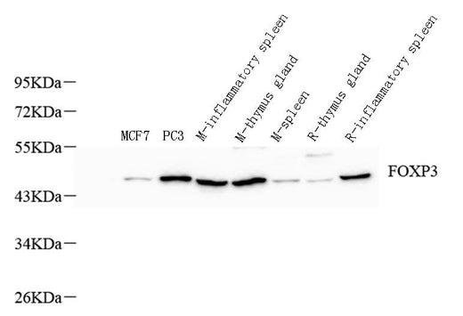 Western Blot analysis of various samples using FOXP3 Polyclonal Antibody at dilution of 1:800.