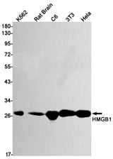 Western blot detection of HMGB1 in K562,Rat Brain,C6,3T3,Hela cell lysates using HMGB1 Rabbit mAb(1:1000 diluted).Predicted band size:25kDa.Observed band size:25kDa.