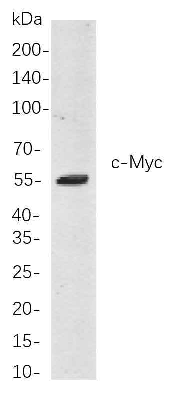 Anti-Human/Mouse/Rat c-Myc Antibody [B811] - ABMIUM